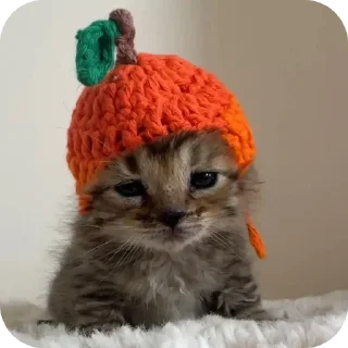 🐱 emoji ликс face reveal Telegram sticker 23 of 30