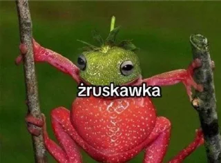 🌟 emoji Żaba Telegram sticker 22 of 75