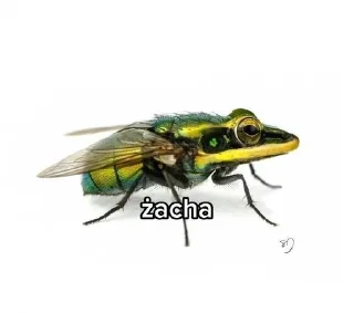 🌟 emoji Żaba Telegram sticker 20 of 75
