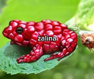 🌟 emoji Żaba Telegram sticker 21 of 75