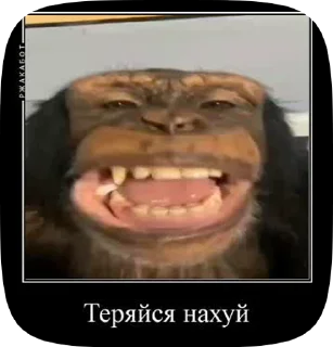 🥱 emoji Обезьянки поны Telegram sticker 19 of 30