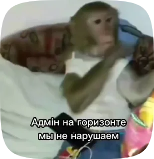 🫡 emoji Обезьянки поны Telegram sticker 8 of 30