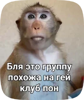 🌈 emoji Обезьянки поны Telegram sticker 11 of 30