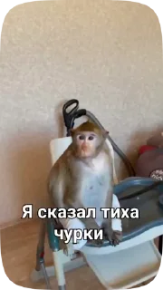 🤫 emoji Обезьянки поны Telegram sticker 18 of 30