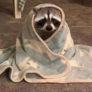 🦝 emoji тайські єнотики Telegram sticker 10 of 61