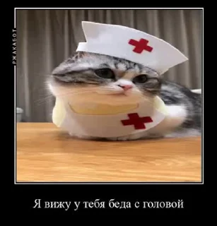 👨‍⚕️ emoji @MEDIAHAMMER42069 cat 4 Telegram sticker 5 of 50