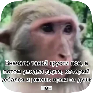 😁 emoji Обезьянки поны 2 Telegram sticker 14 of 19