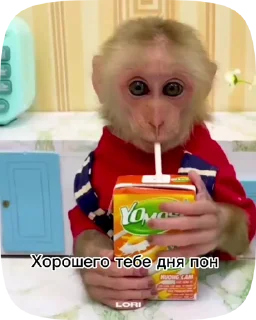 😀 emoji Обезьянки поны 2 Telegram sticker 9 of 19