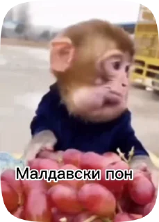 🇲🇩 emoji Обезьянки поны 2 Telegram sticker 17 of 19