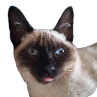 🐱 emoji Чорти Telegram sticker 8 of 65