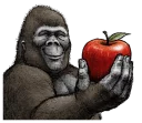 🍎 emoji Gorilla Gorilla Telegram sticker 13 of 40