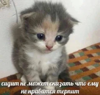 🐈‍⬛ emoji картинки с котятами Telegram sticker 7 of 42