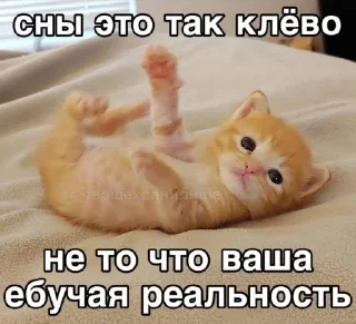 🐈‍⬛ emoji картинки с котятами Telegram sticker 17 of 42