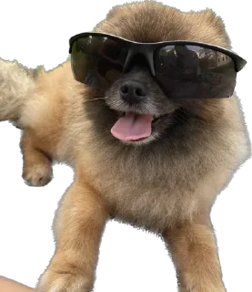 😋 emoji Соня дура Telegram sticker 10 of 11