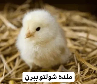 🙄 emoji So🌸asl🐣 Telegram sticker 7 of 91
