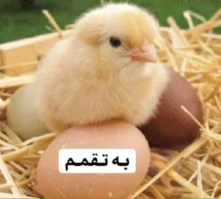 🙄 emoji So🌸asl🐣 Telegram sticker 9 of 91