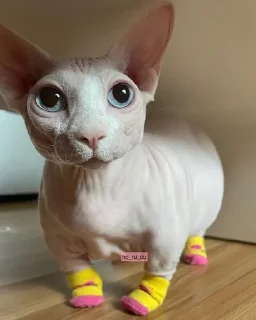 🧦 emoji как их там... скинхеды Telegram sticker 7 of 107