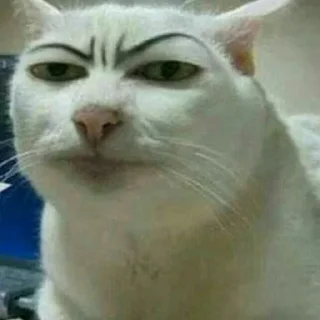 🤨 emoji white cat julian Telegram sticker 7 of 11