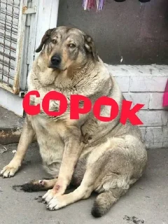 🍓 emoji Сорок @friendtarakan Telegram sticker 15 of 47