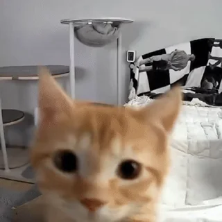 🤨 emoji бест котики Telegram sticker 23 of 51