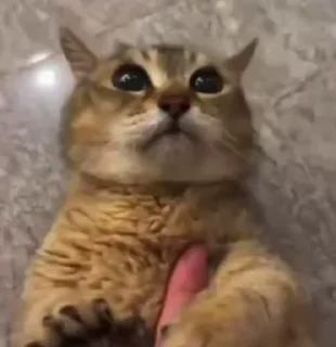 🌟 emoji dwbi    by @truecortisol Telegram sticker 8 of 27
