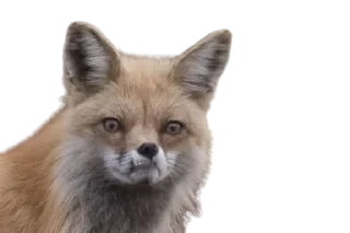 🦊 emoji ((((zzz)))) Telegram sticker 18 of 30