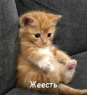 ✨ emoji Кошаки Telegram sticker 16 of 97
