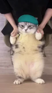 💃 emoji Мемные котики Telegram sticker 23 of 89