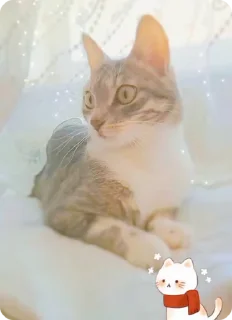 🍡 emoji нюшик!🤍 Telegram sticker 10 of 56