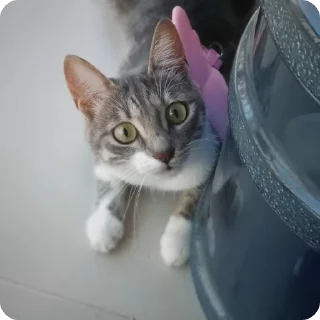😼 emoji нюшик!🤍 Telegram sticker 9 of 56
