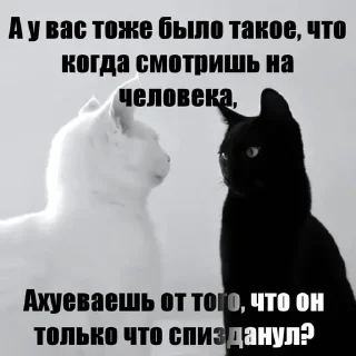😑 emoji Котики!! Telegram sticker 18 of 27
