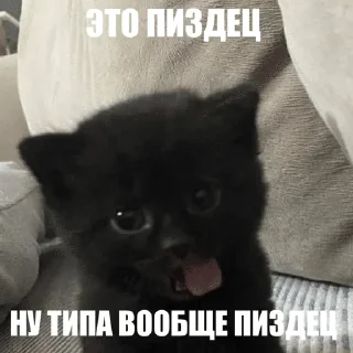 😥 emoji Котики!! Telegram sticker 24 of 27