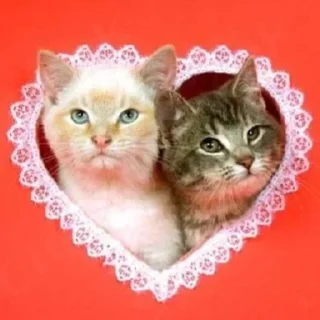 🩷 emoji kitties in love :: Telegram sticker 19 of 68