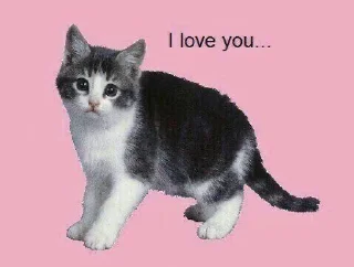 🩷 emoji kitties in love :: Telegram sticker 8 of 68