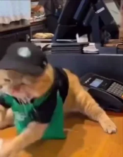 cats emote sticker 4