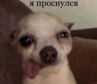 🌟 emoji коты правят миром. ᵉᵃˡʸᵉᶻᶻ Telegram sticker 5 of 20