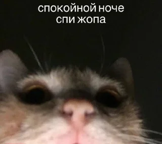 🌟 emoji коты правят миром. ᵉᵃˡʸᵉᶻᶻ Telegram sticker 13 of 20