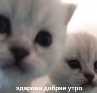 🌟 emoji коты правят миром. ᵉᵃˡʸᵉᶻᶻ Telegram sticker 11 of 20