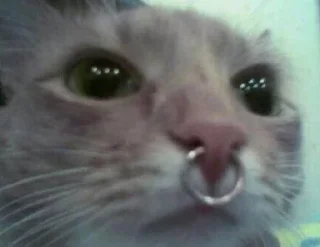 🌟 emoji коты правят миром. ᵉᵃˡʸᵉᶻᶻ Telegram sticker 19 of 20