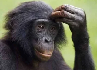 🤔 emoji Monkey Telegram sticker 8 of 48