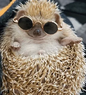 🌟 emoji ✨Hedgehogs✨(⁠◍⁠•⁠ᴗ⁠•⁠◍⁠)⁠✧⁠*⁠。 Telegram sticker 20 of 37