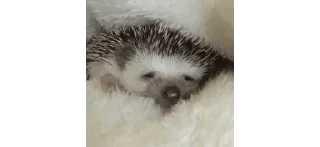 🌟 emoji ✨Hedgehogs✨(⁠◍⁠•⁠ᴗ⁠•⁠◍⁠)⁠✧⁠*⁠。 Telegram sticker 7 of 37