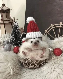 🌟 emoji ✨Hedgehogs✨(⁠◍⁠•⁠ᴗ⁠•⁠◍⁠)⁠✧⁠*⁠。 Telegram sticker 11 of 37