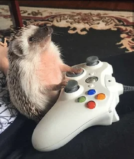 🌟 emoji ✨Hedgehogs✨(⁠◍⁠•⁠ᴗ⁠•⁠◍⁠)⁠✧⁠*⁠。 Telegram sticker 21 of 37
