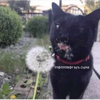 😝 emoji я ебал меня сосали Telegram sticker 23 of 111