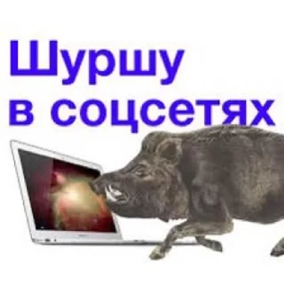 🌟 emoji кабан из потуси Telegram sticker 12 of 18