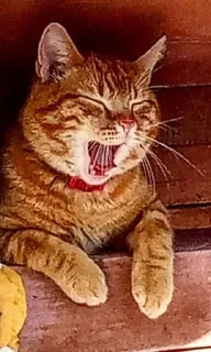 🥱 emoji Это котики? Telegram sticker 14 of 80
