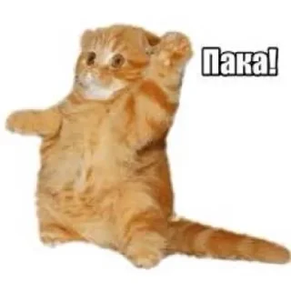 👋 emoji Звёздочка Telegram sticker 6 of 12