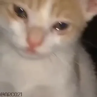 😢 emoji Cats_°rami° Telegram sticker 19 of 42