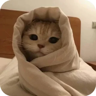 🐈 emoji Cats_°rami° Telegram sticker 16 of 42